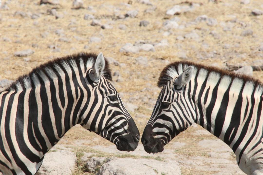 Burchells Zebra Hunt
