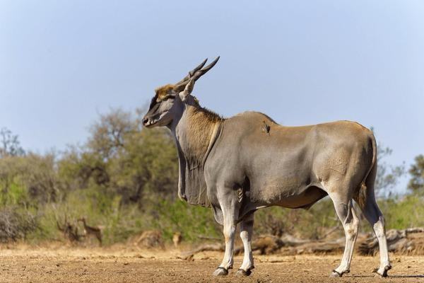 Eland Hunt