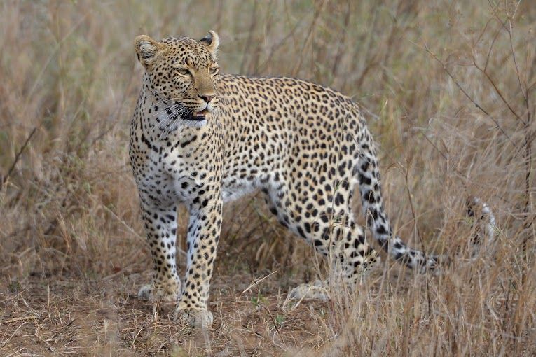 Leopard Hunt