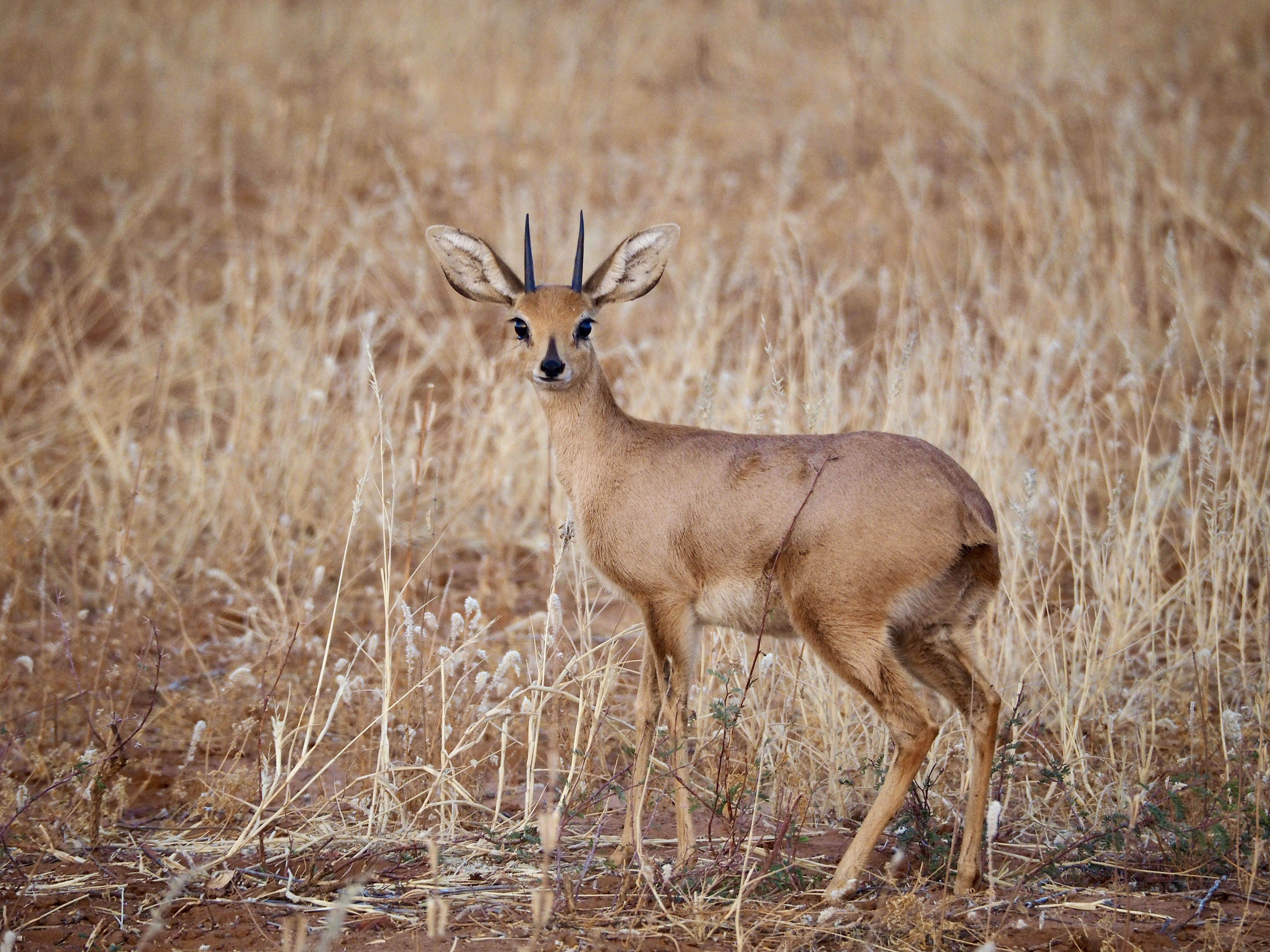 Steenbuck Hunt